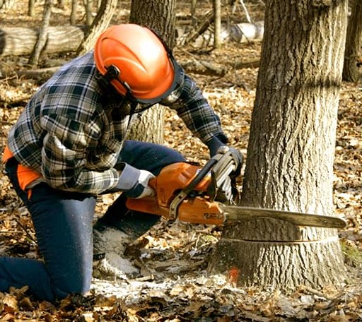 Tree Removal in Heron Lake, MN